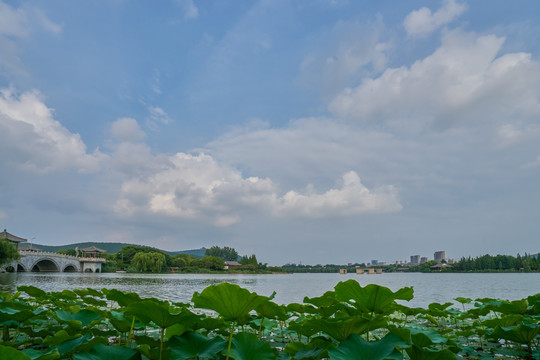 湖水湖景 莲花