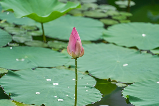 荷花