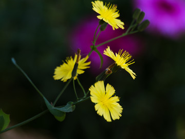 黄鹌菜