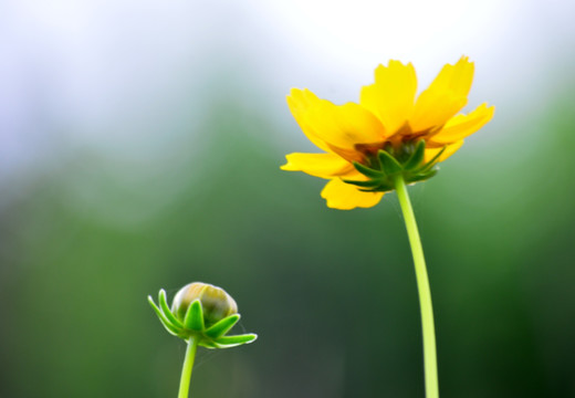 黄花