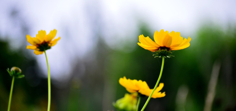 黄花