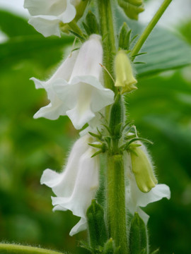 芝麻开花