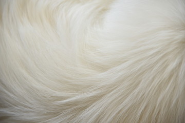 白色狗毛纹理