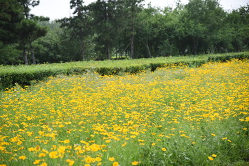 小黄花