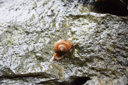 雨天的蜗牛