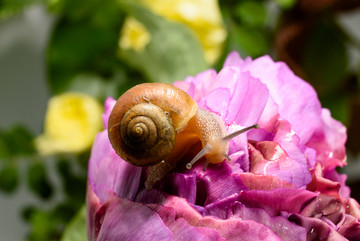 牡丹花上的蜗牛