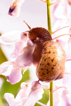 紫藤花上的蜗牛