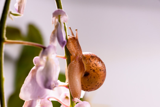 紫藤花上的蜗牛