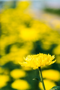 美丽的黄色菊花