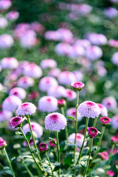 美丽菊花