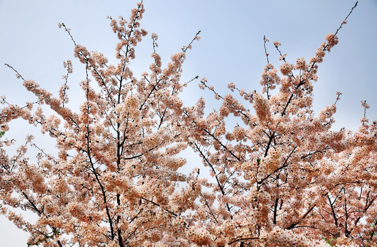 北京玉渊潭公园樱花节