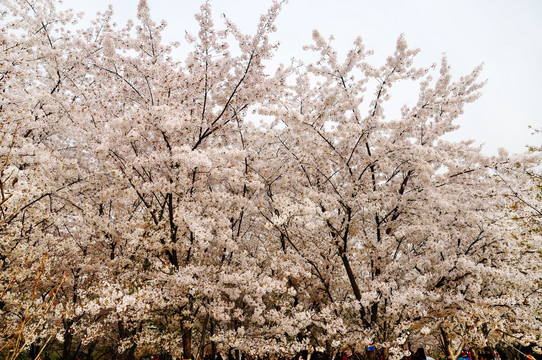 樱花时节