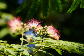 合欢花 合欢花开 红花 凤凰