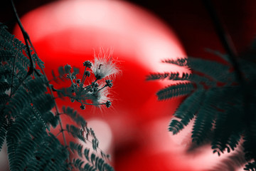 合欢花 合欢花开