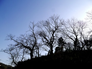 山顶上的枯树群