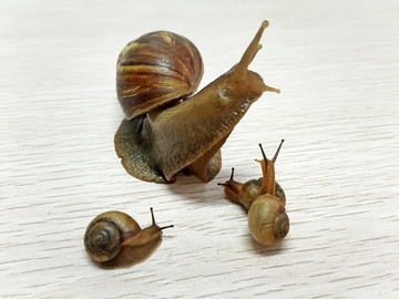一群蜗牛