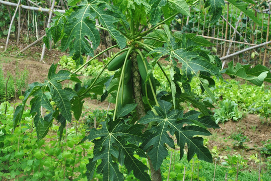 木瓜