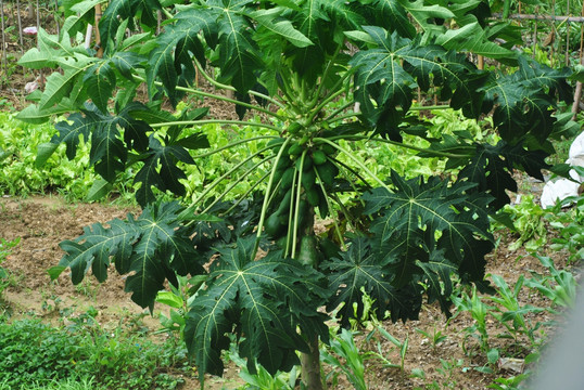 木瓜