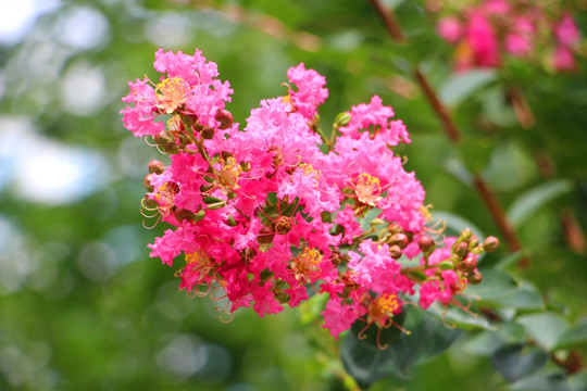 紫薇花