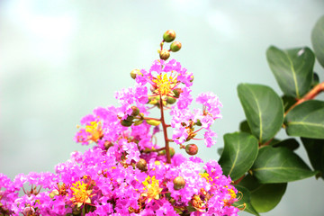 高清紫薇花