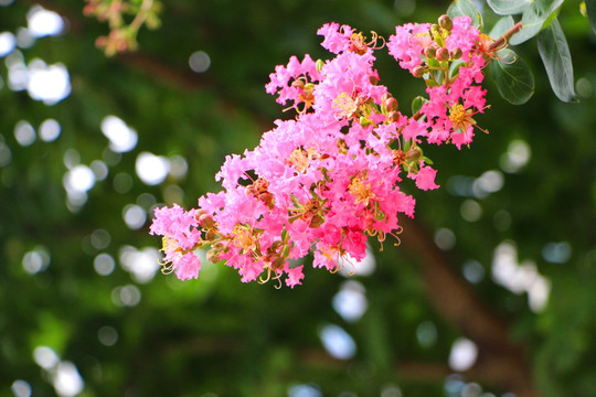紫薇花枝