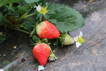 草莓 九号 奶莓 大棚种植