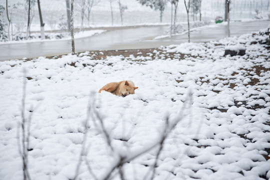 雪地田园犬