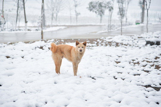 雪地田园犬