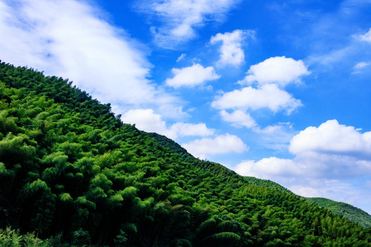 竹林风景 山谷天空