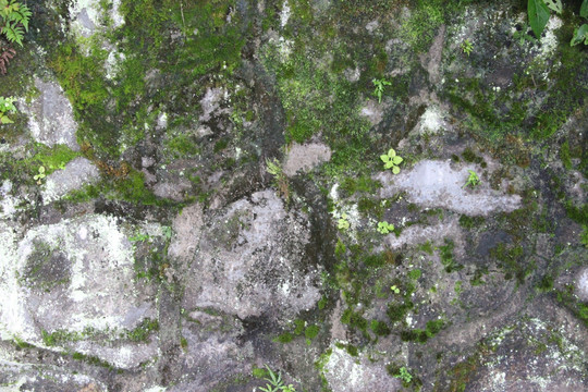 石头苔藓