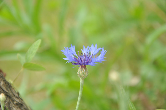 花 野花 开花 紫色 草地