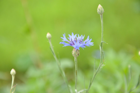 花 野花 开花 紫色 草地