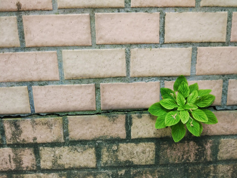 瓷砖上的野草