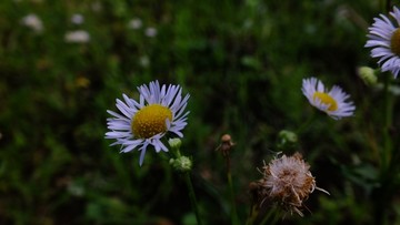 野花