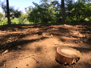 木墩 野外 景物 静物 绿树