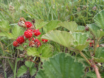 野草莓