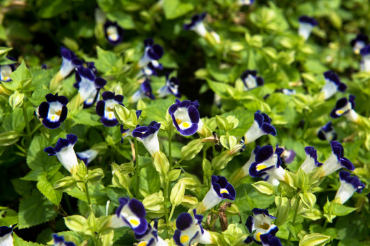 蓝猪耳 夏堇 花卉 美丽 植物