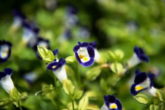 蓝猪耳 夏堇 植物 美丽 花卉