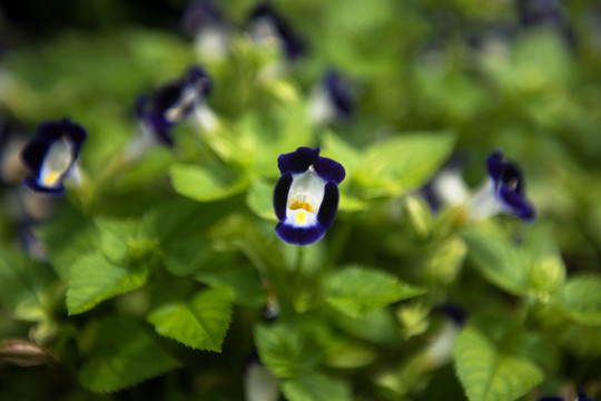 蓝猪耳 夏堇 植物 美丽 花卉