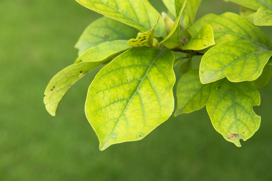 叶 植物 兰 玉兰树叶 玉兰