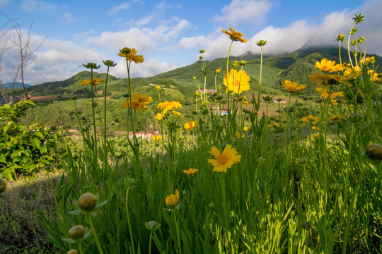 野菊花