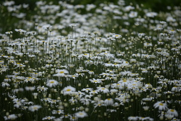 野花野菊花背景