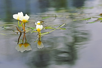 海菜花 广西海菜花