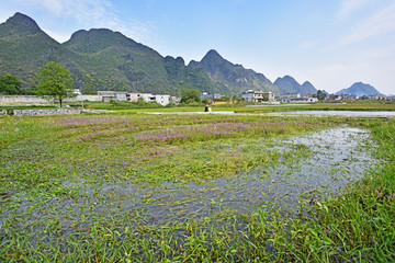 田野