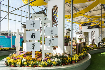 菊花展厅