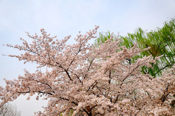 柳色樱花