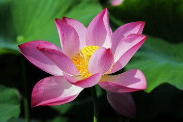 嫩蕊浓花
