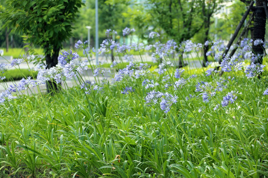 上海科技大学蓝色小花