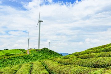 茶园茶山茶场 白岩山风电厂