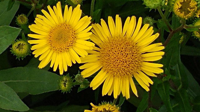 小黄花